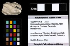 Foto (Objekt + Etiketten) von Cracensigillatus acutirostrus (Moericke, 1889) 